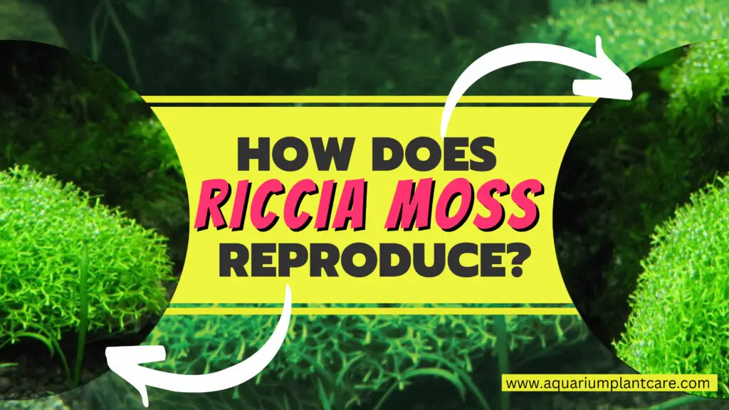 Riccia Moss Reproduce