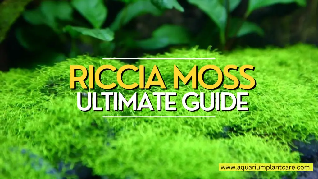 Riccia Moss Ultimate Guide