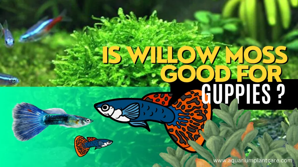 Willow Moss Good for Guppies