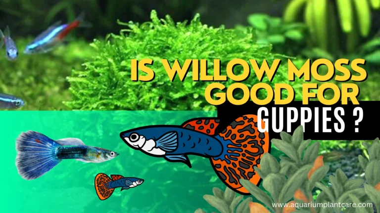Willow Moss Good for Guppies