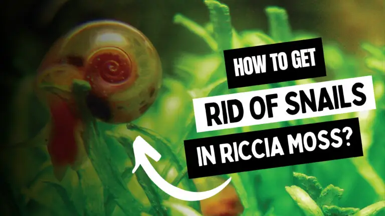 rid of Snails in Riccia Moss