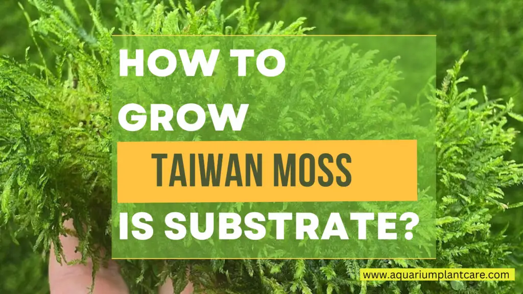 How to Grow Taiwan Moss in Substrate