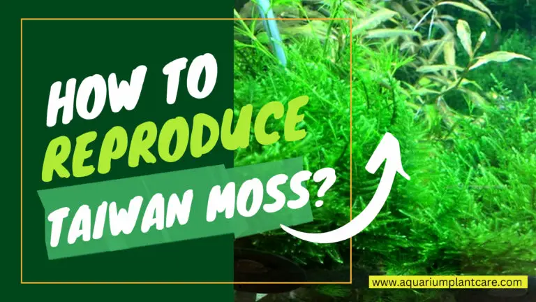 Reproduce Taiwan Moss