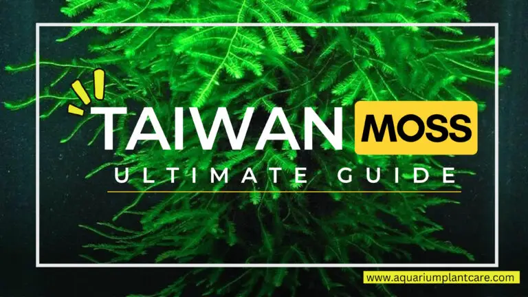 Taiwan Moss Ultimate Guide