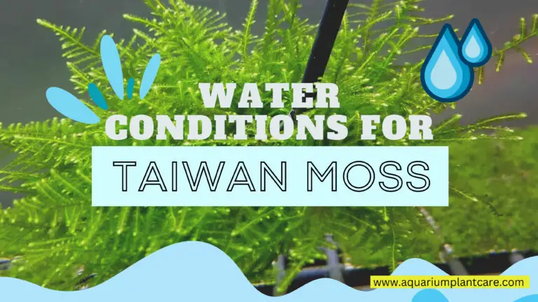 Water Conditions for Taiwan Moss