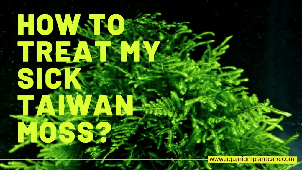 Sick Taiwan Moss