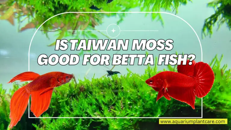 Taiwan Moss Good for Betta Fish