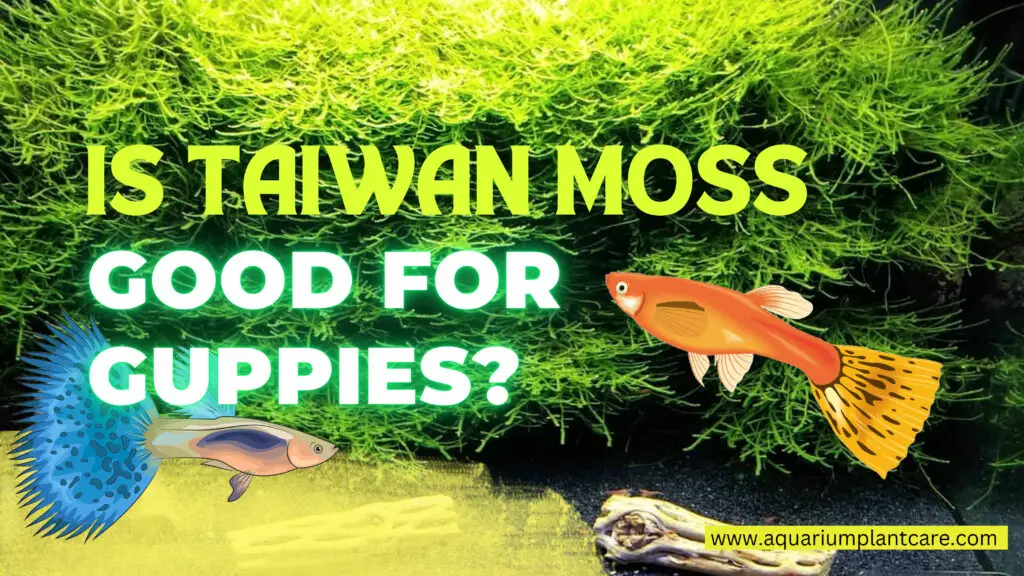 Taiwan Moss Good for Guppies