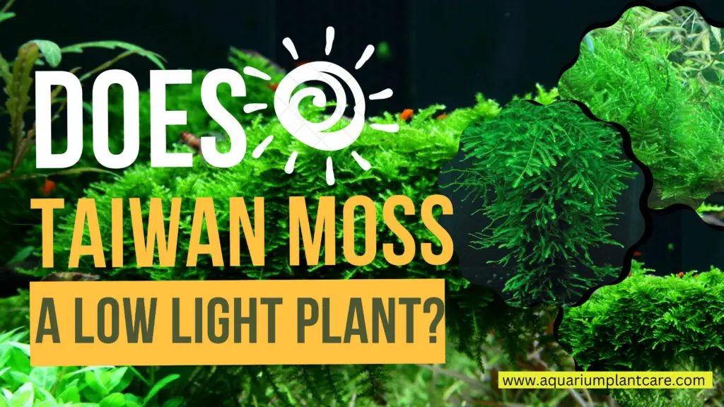 Taiwan Moss a Low Light Plant