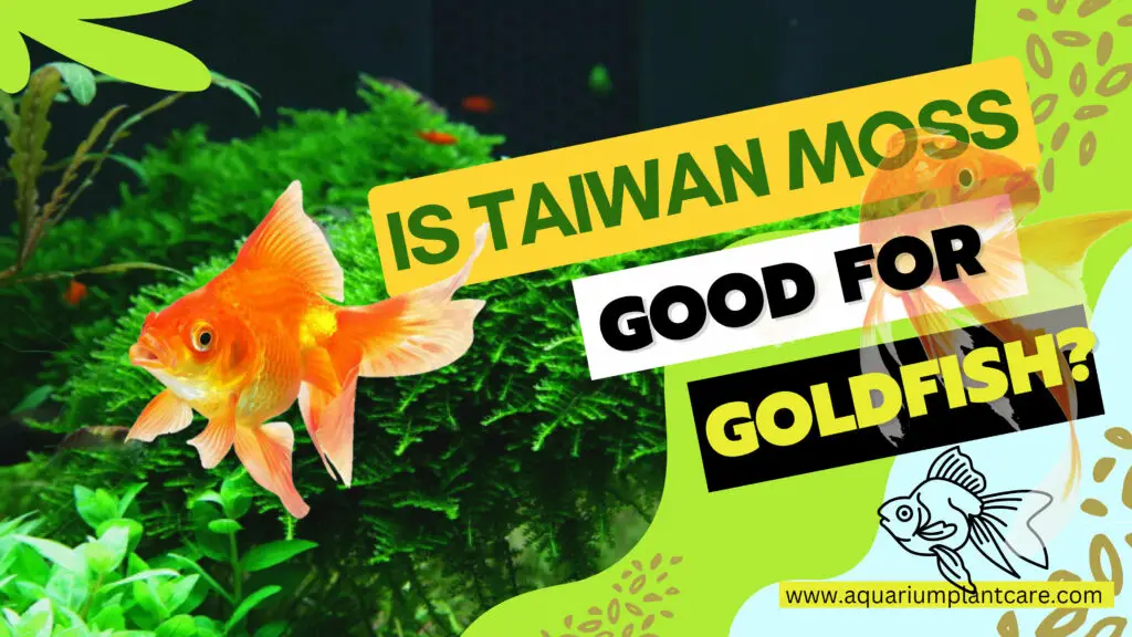 Taiwan moss Good for Goldfish