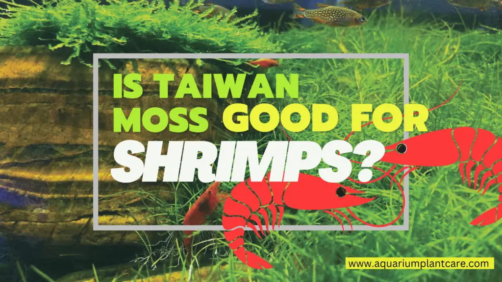 Taiwan moss good for Shrimps