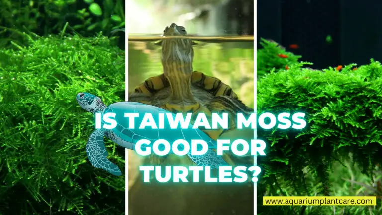 Taiwan Moss Good for Turtles