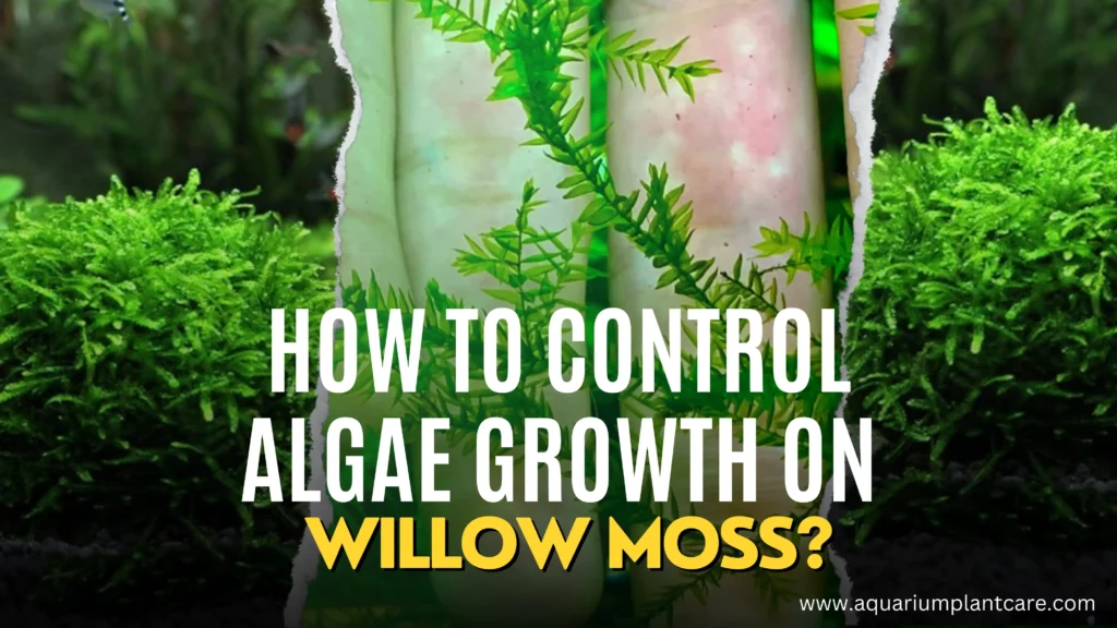 Control Algae Growth on Willow Moss