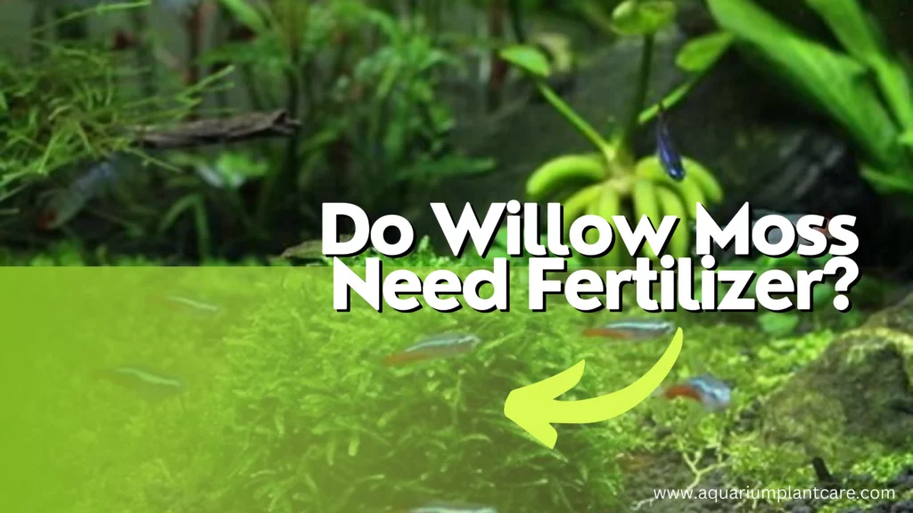 Do Willow Moss Need Fertilizer