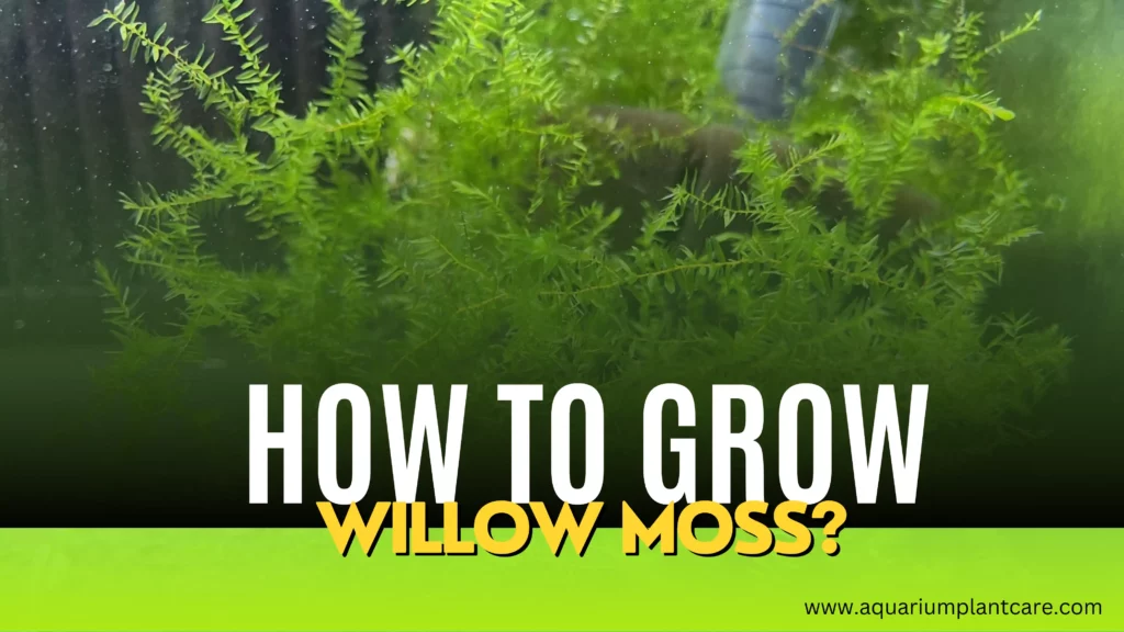Grow Willow Moss