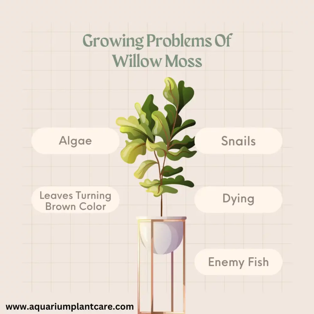 Growing Problems Of Willow Moss