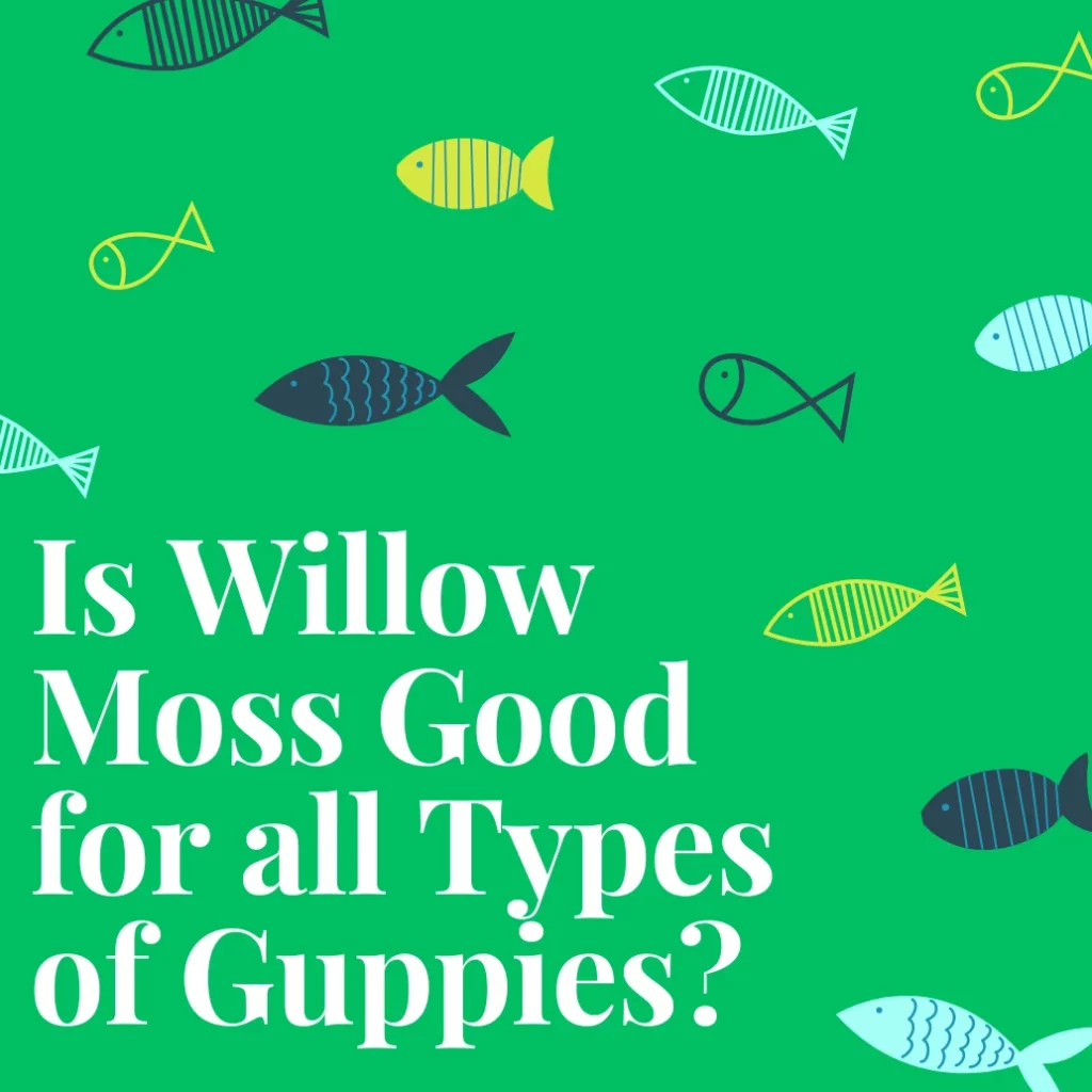 Is Willow Moss Good for all Types of Guppies