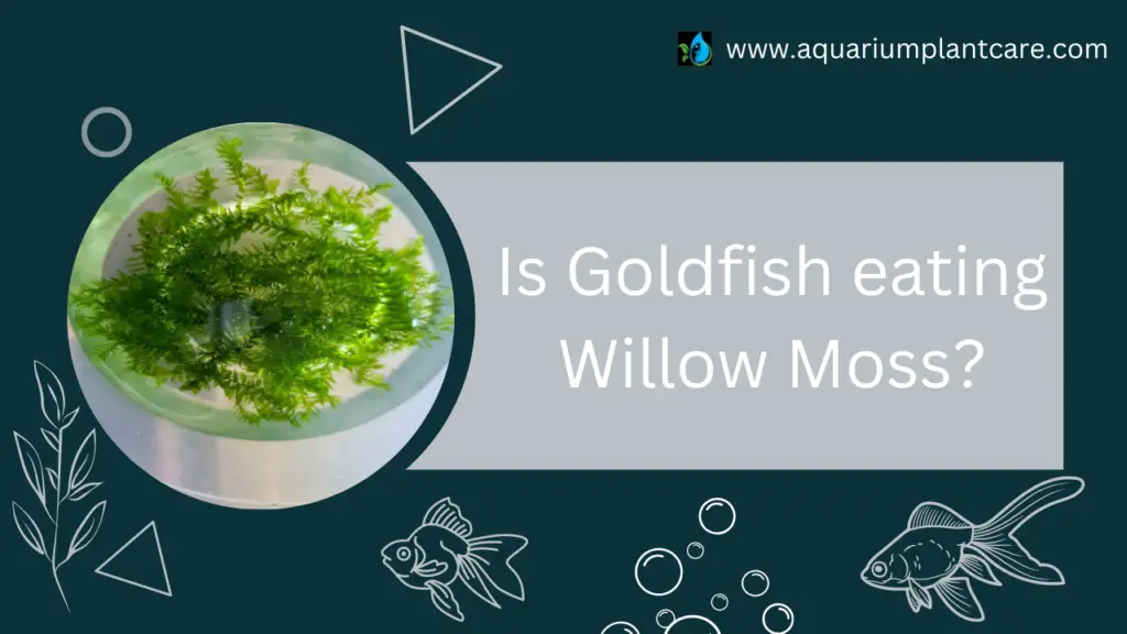 Is Goldfish eating Willow Moss