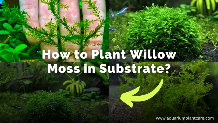 Plant Willow Moss in Substrate