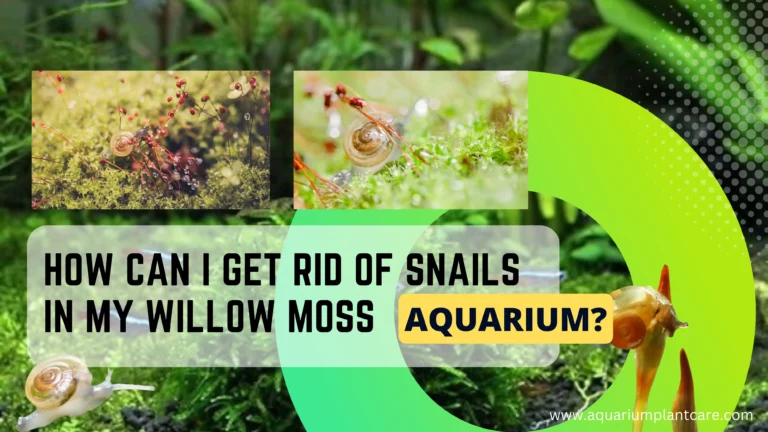 Rid of Snails in Willow Moss Aquarium