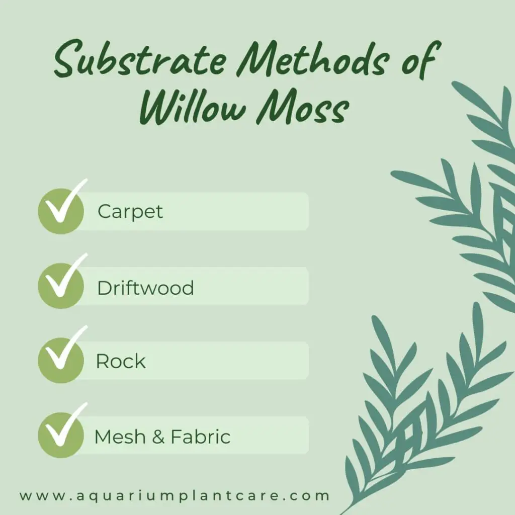 Substrate Methods of Willow Moss