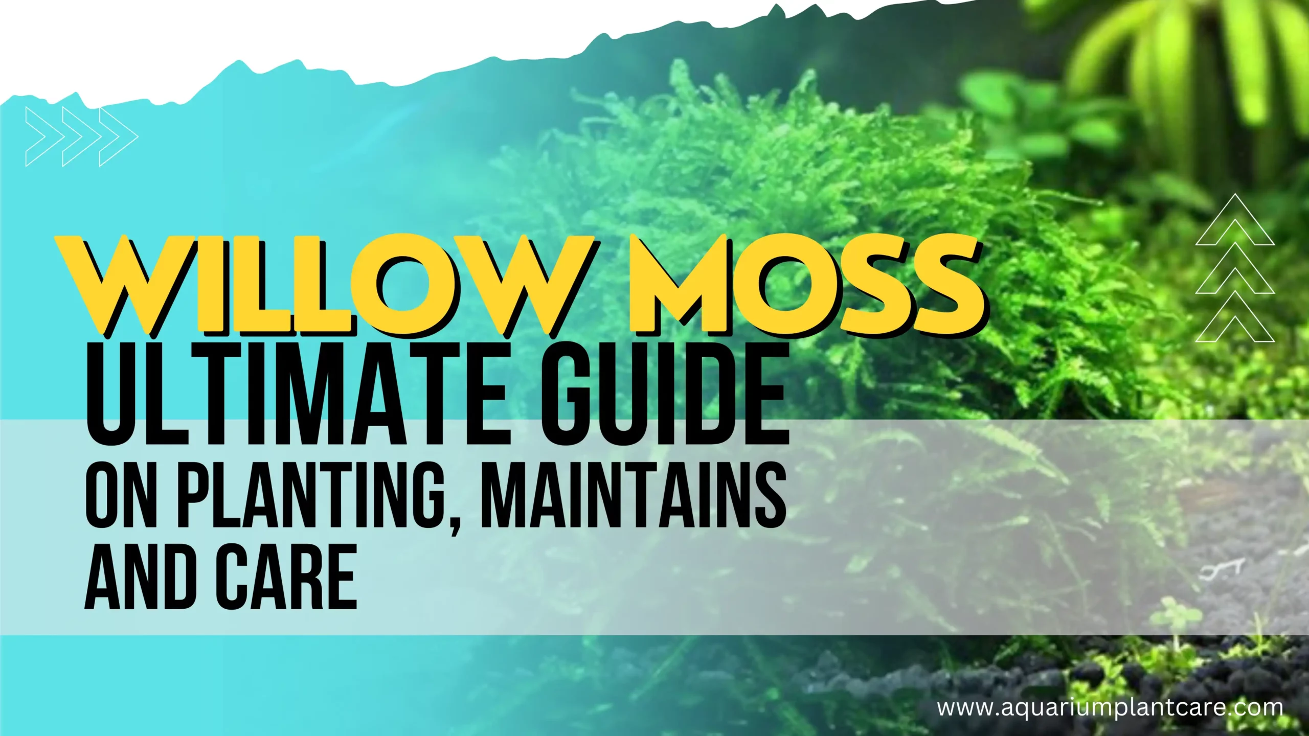 Willow Moss Ultimate Guide
