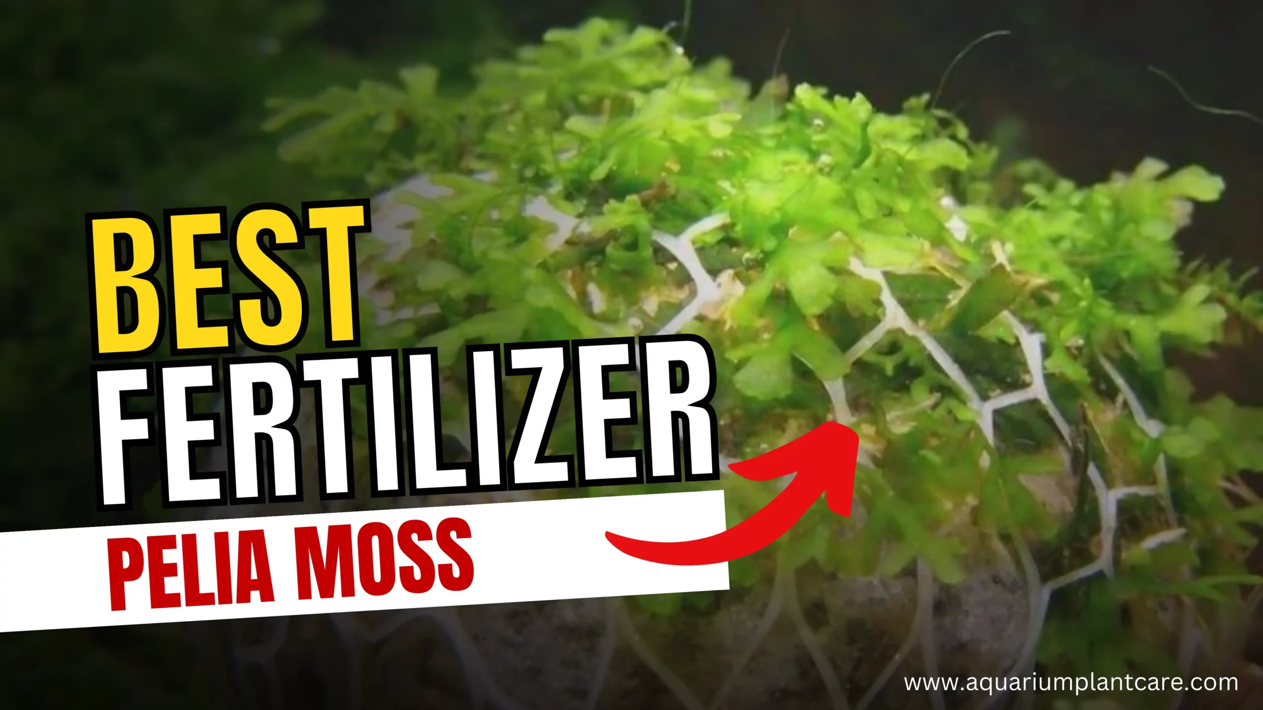 Best Fertilizers for Pelia Moss