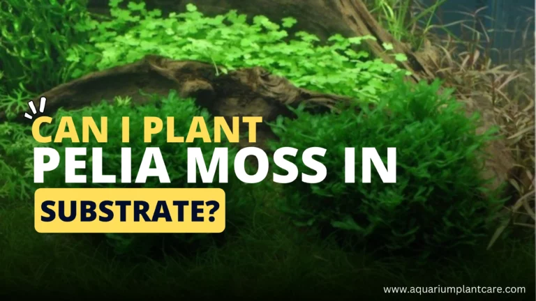 Can I Plant Pelia Moss in Substrate