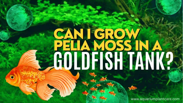 Can I grow Pelia Moss in a Goldfish Tank