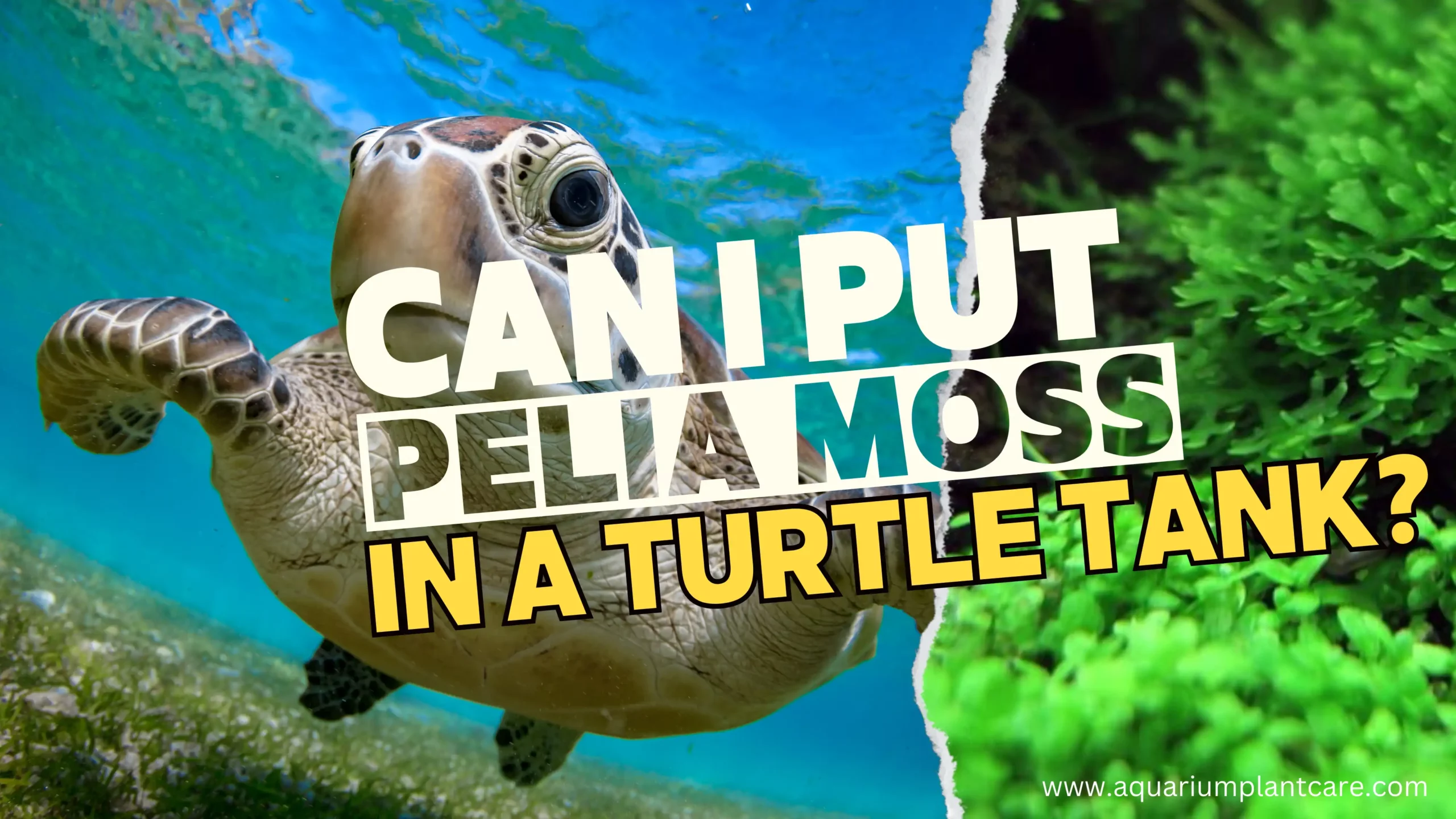 Can I put Pelia Moss in a turtle Tank