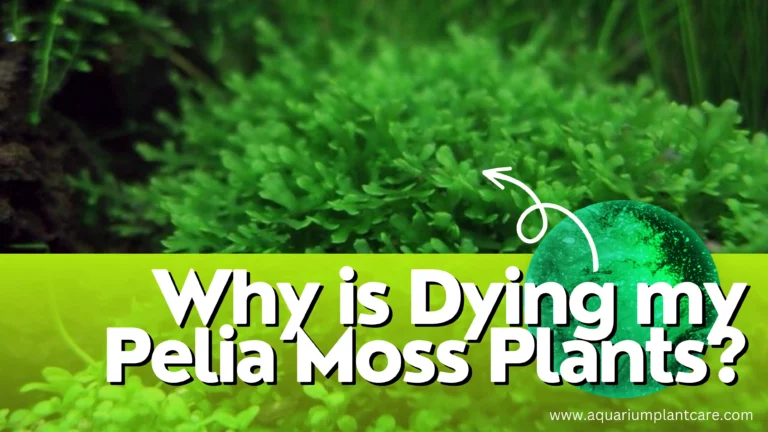 Dying My Pelia Moss Plants
