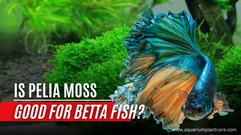 Is Pelia Moss Good for Betta Fish