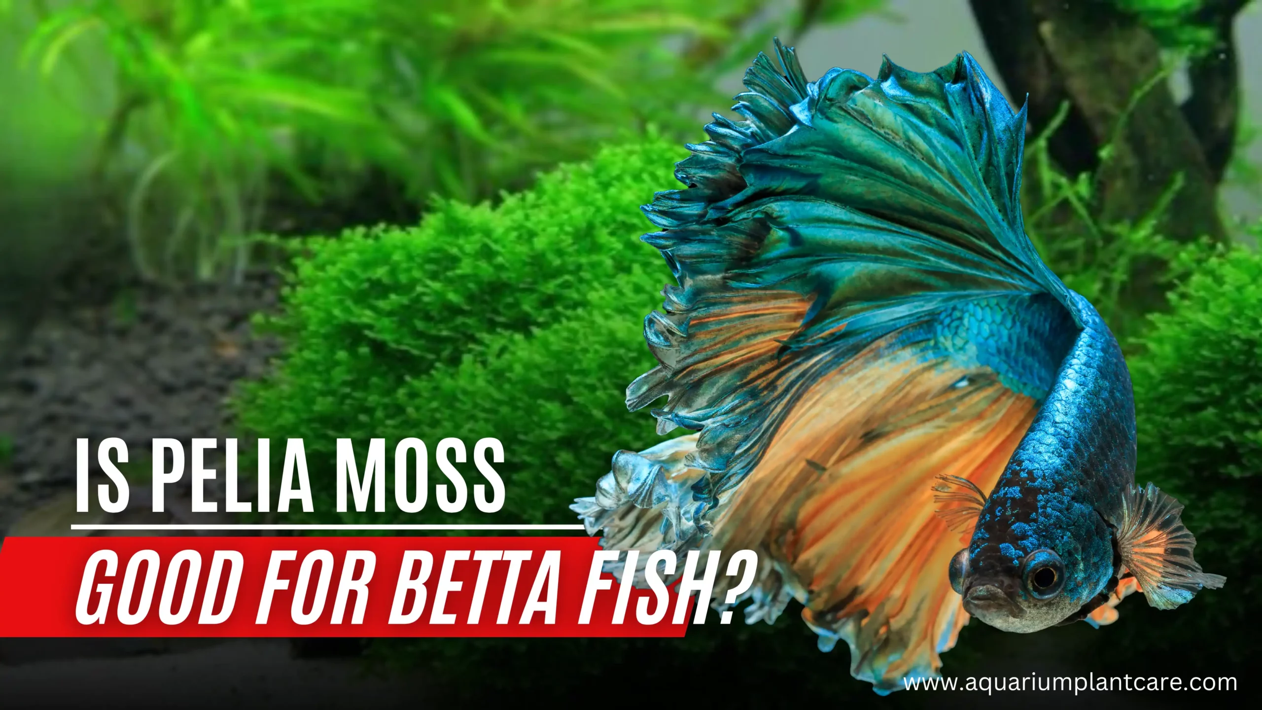 Is Pelia Moss Good for Betta Fish