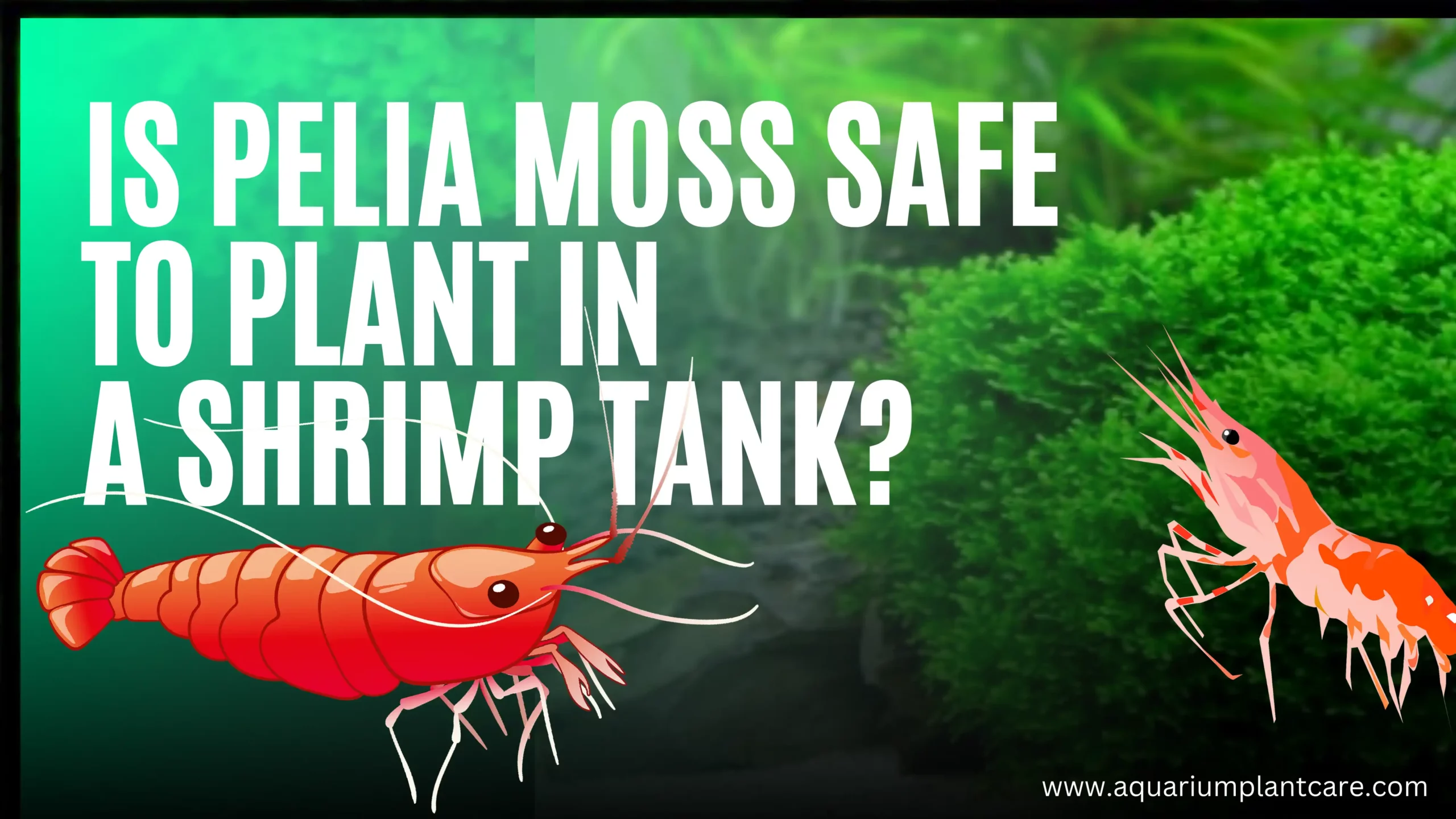 Is Pelia Moss Safe to Plant in a Shrimp Tank