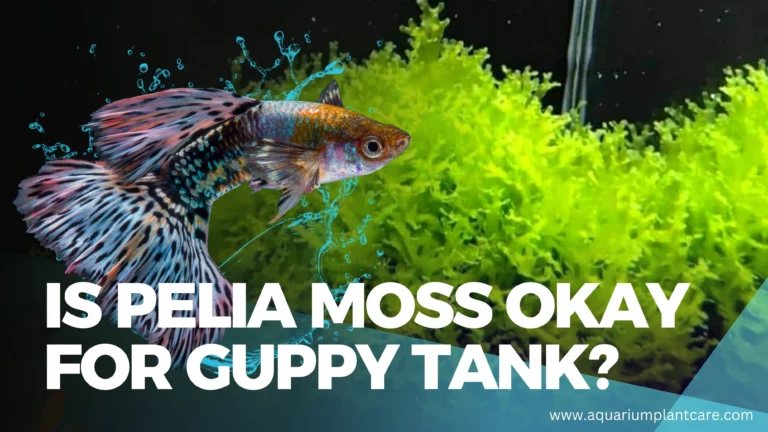 Is Pelia Moss okay for Guppy Tank