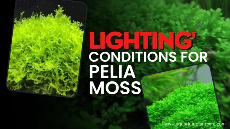 Lightning Condition for Pelia Moss