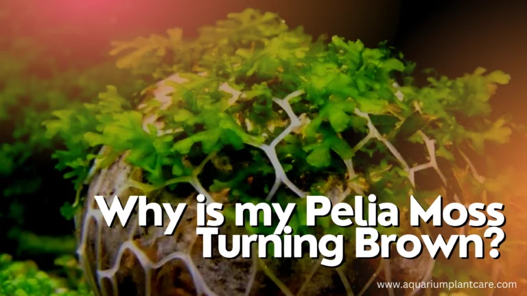 Pelia Moss Turning Brown