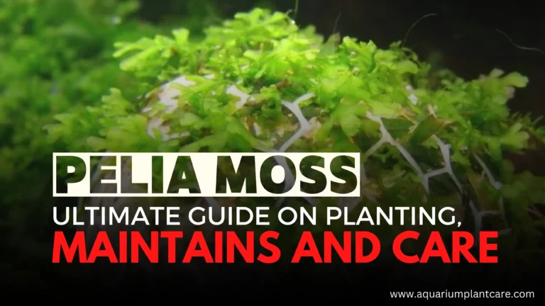 Pelia Moss Ultimate Guide