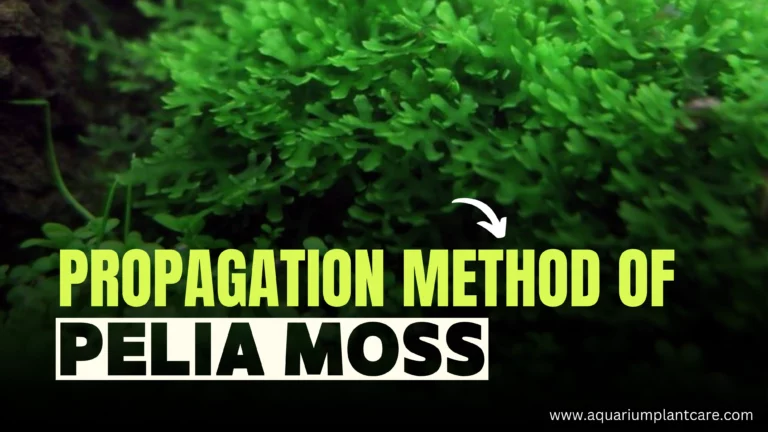Propagation Method of Pelia Moss