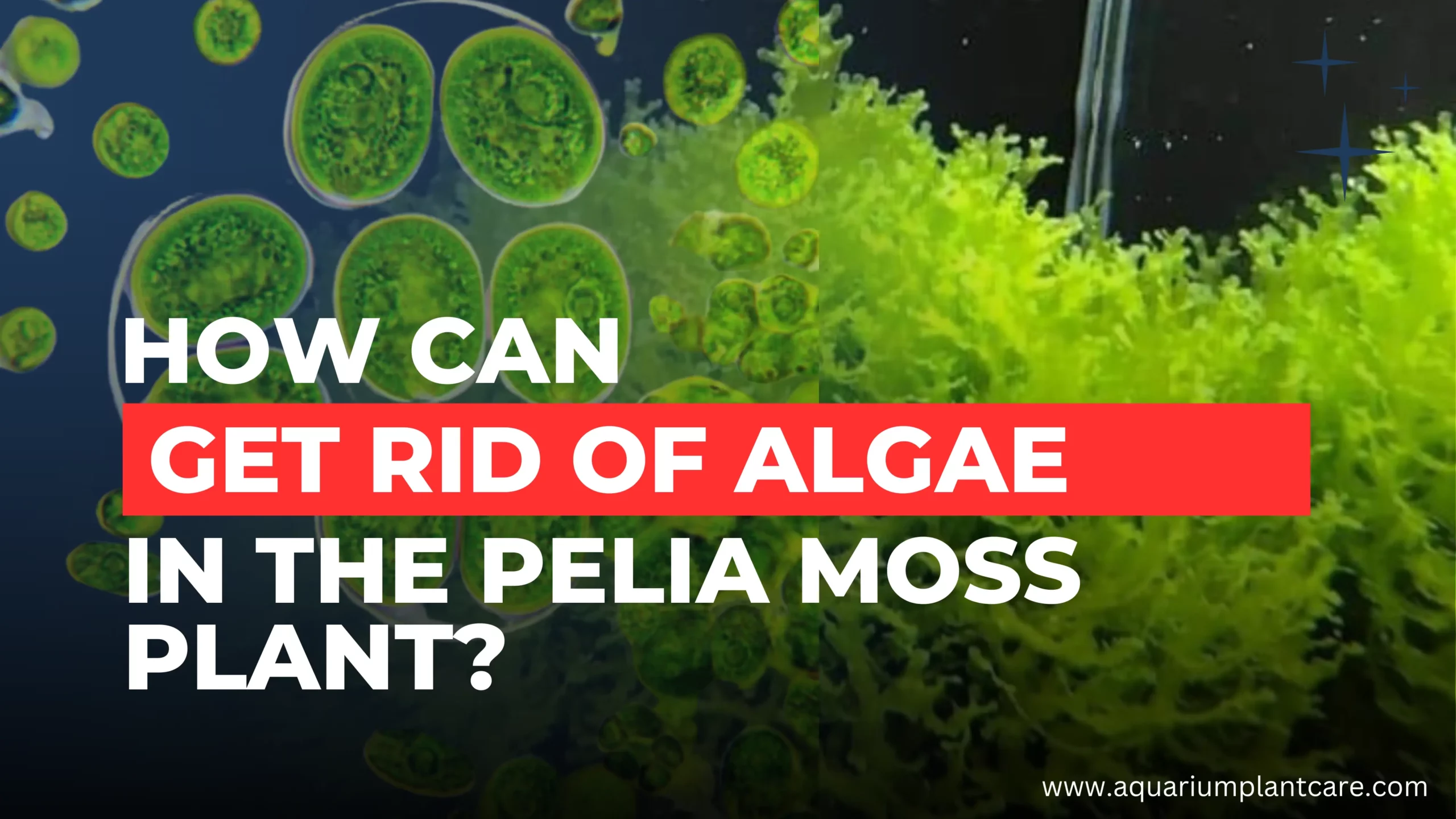 Rid of Algae in the Pelia Moss