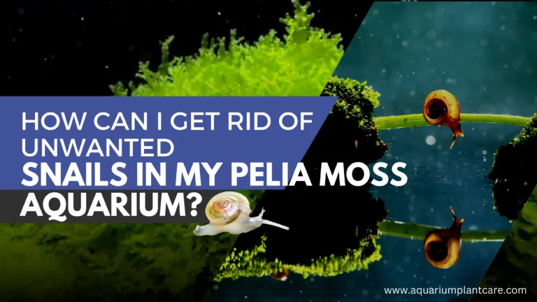 Rid of Unwanted Snails in my Pelia Moss