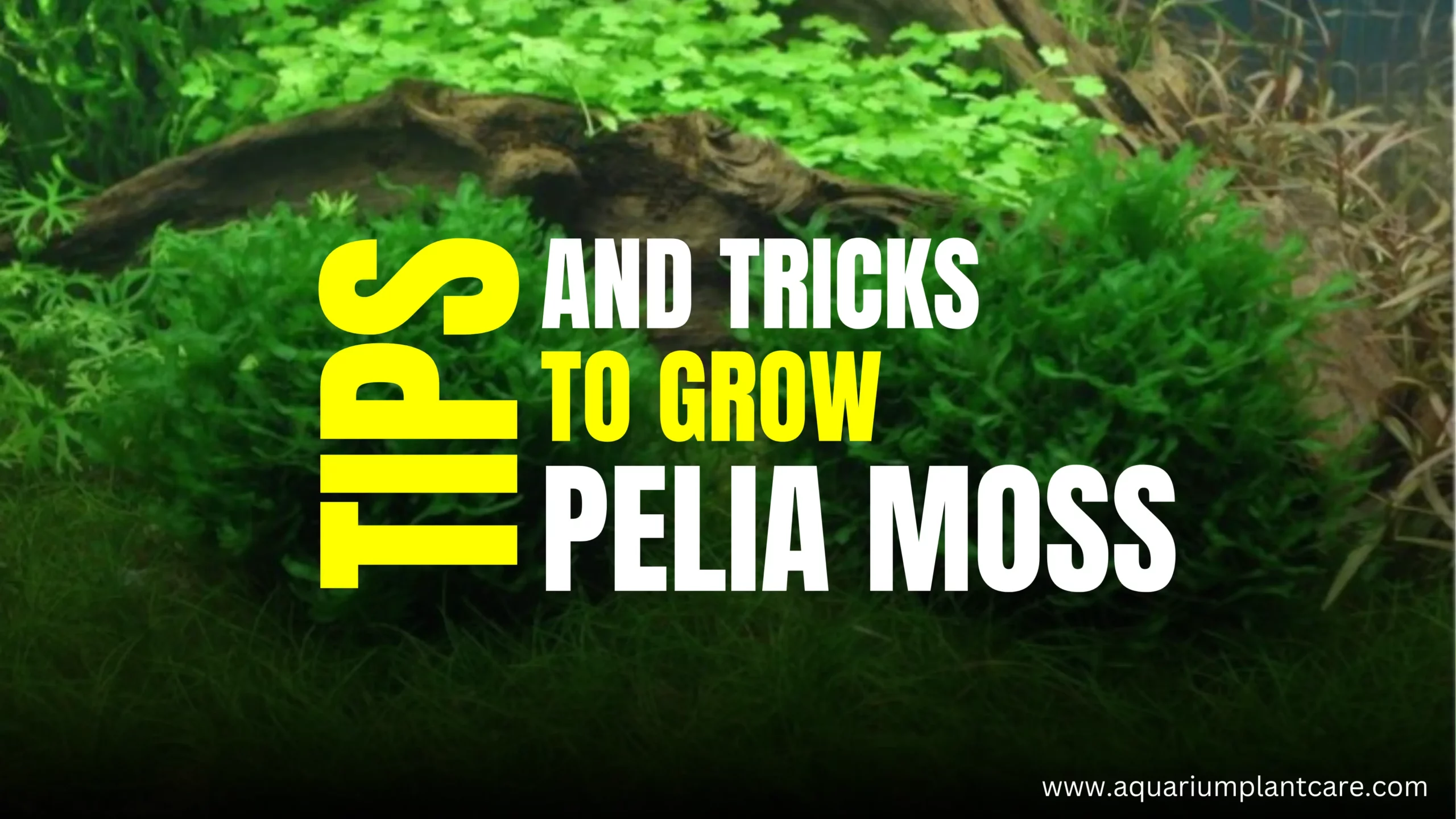 Grow Pelia Moss