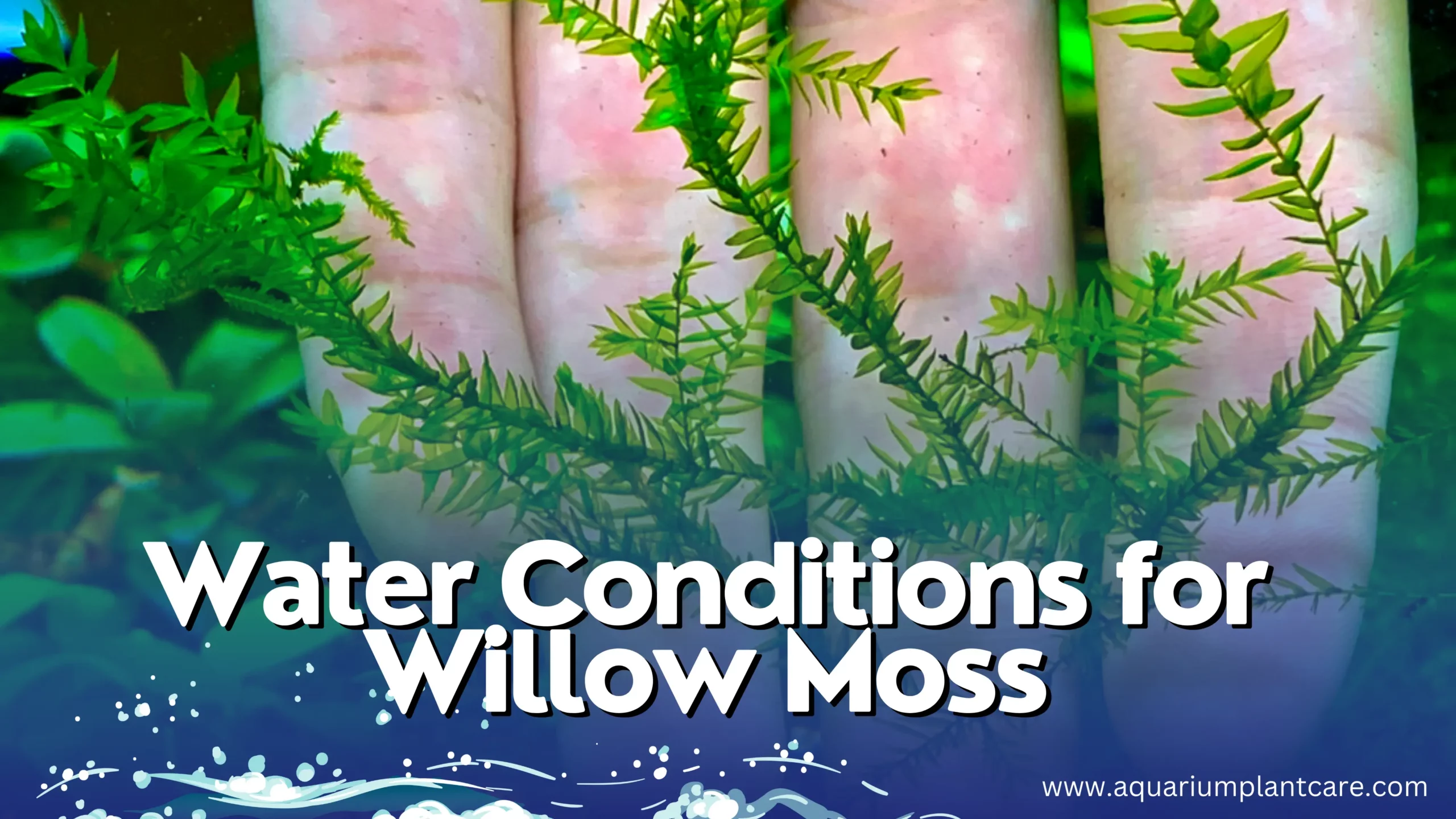Water Conditions for Willow Moss